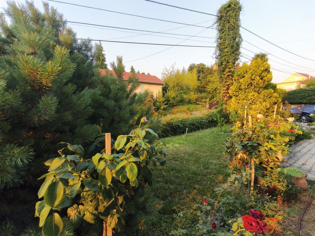 beillesztett kép