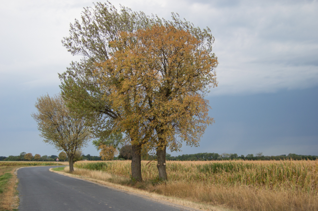 beillesztett kép