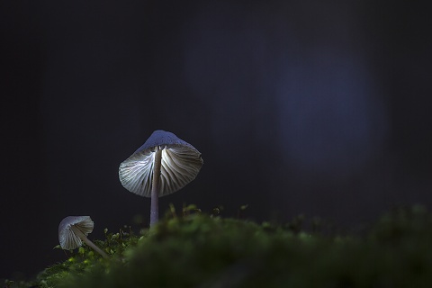 pic