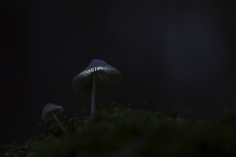 pic