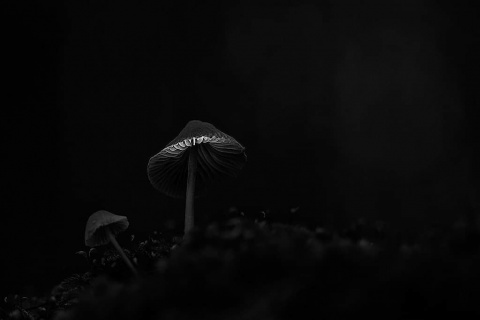 pic