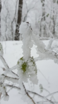 pic