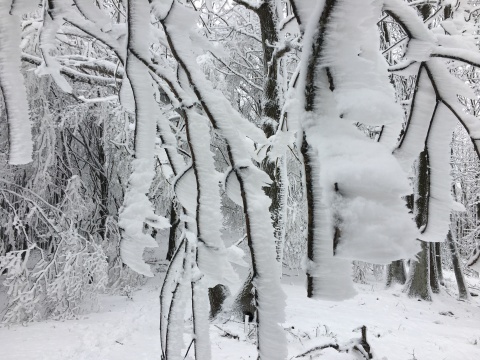 pic