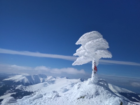 pic