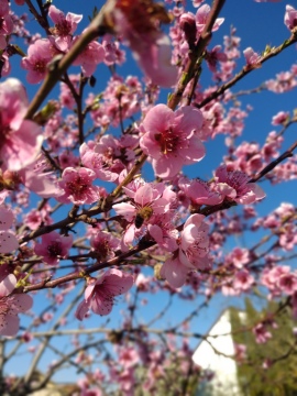 pic