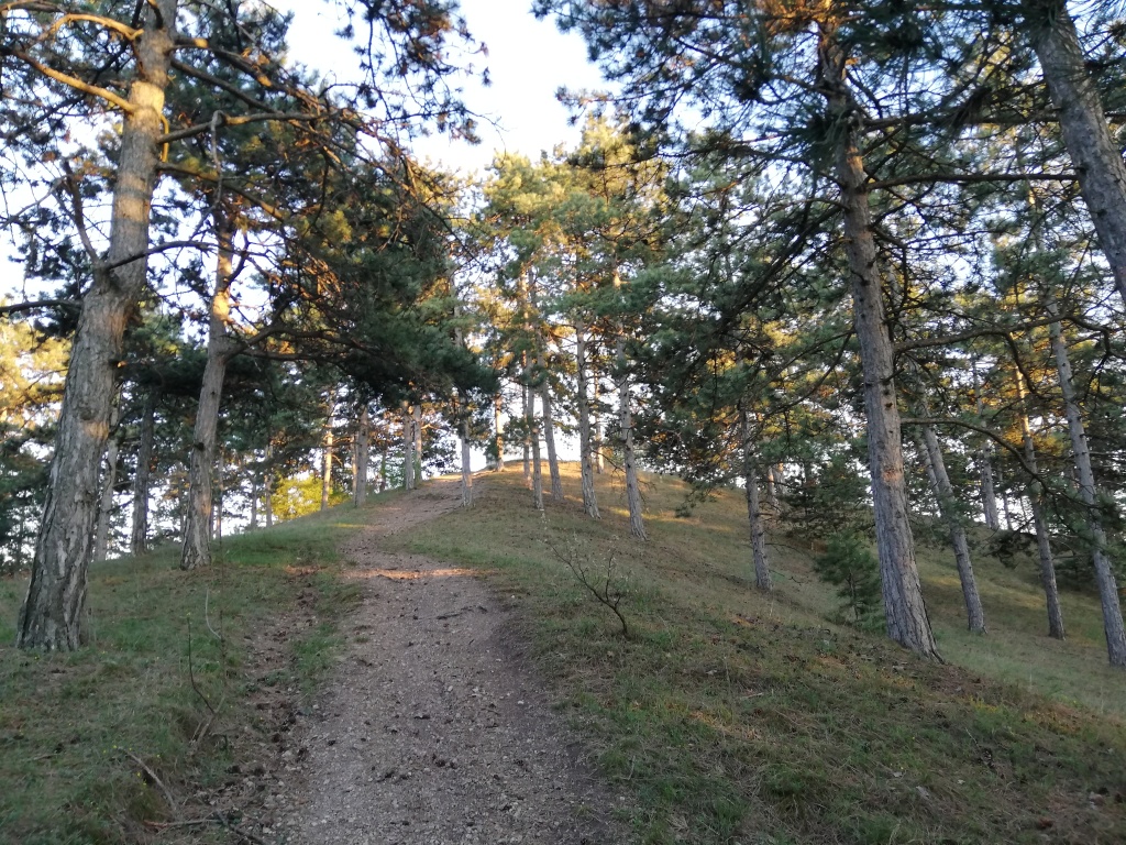 beillesztett kép