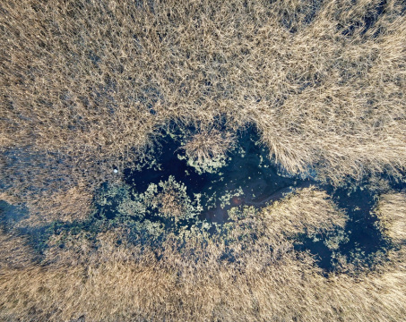 pic