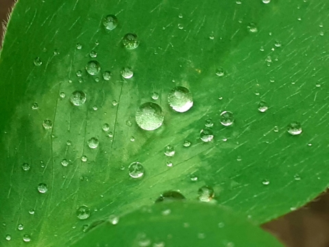 pic