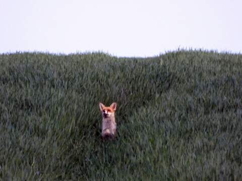 pic