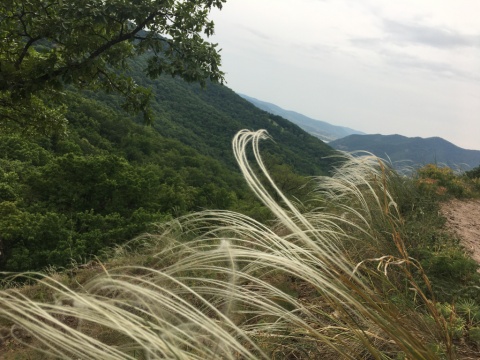 pic