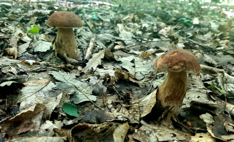pic