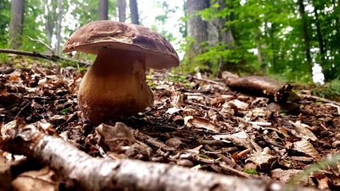 pic