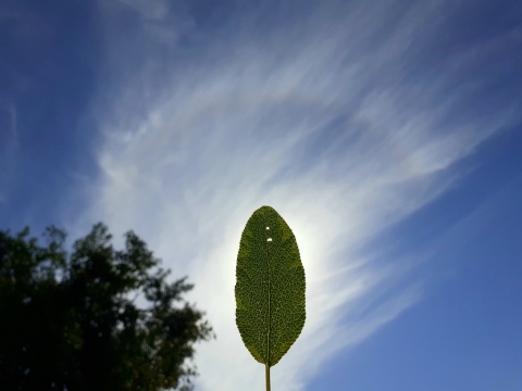 pic
