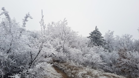pic