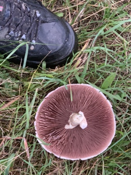 pic