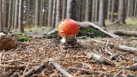 pic