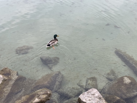 pic