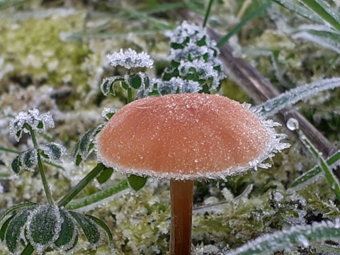 pic