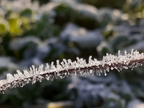 pic