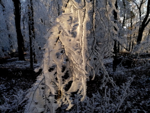 pic