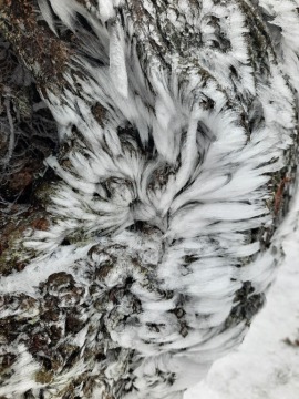 pic