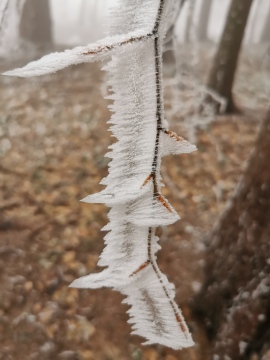 pic