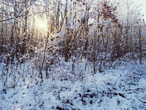 pic