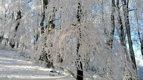 pic