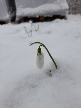 pic
