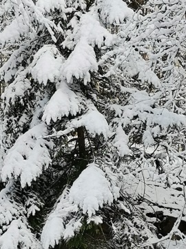 pic