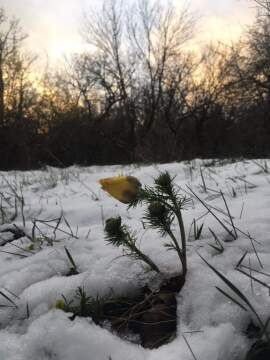 pic