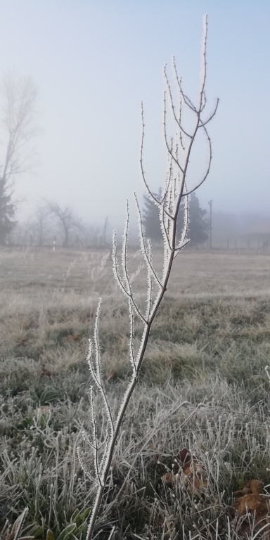 beillesztett kép
