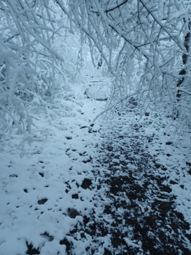 pic