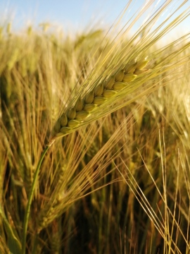 pic