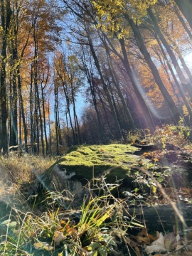 pic
