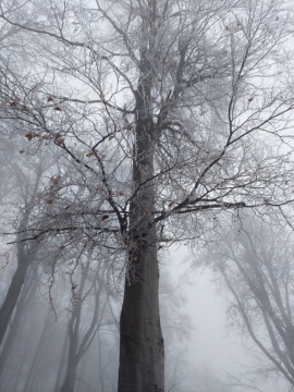 pic