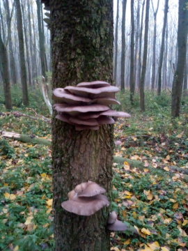 pic