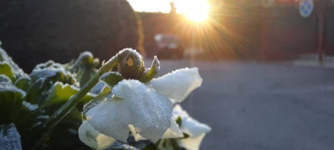 pic