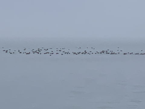 pic
