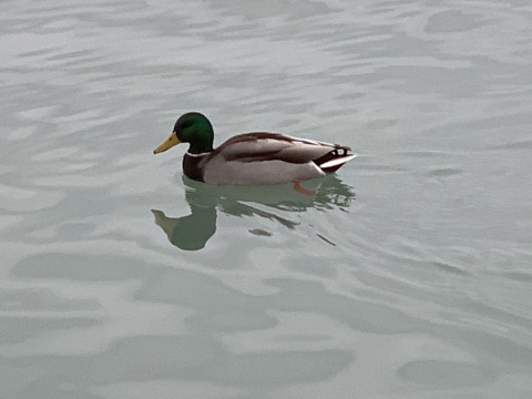 pic