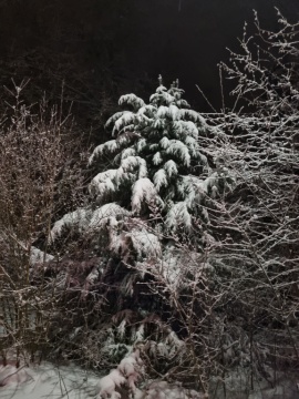 pic