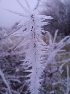 pic