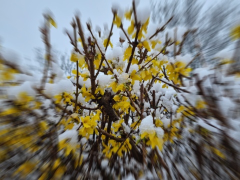 pic