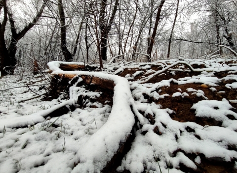 pic