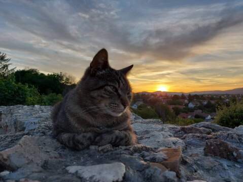 pic