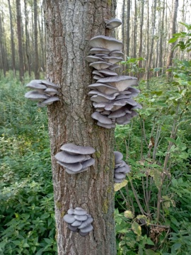 pic
