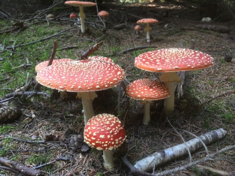pic