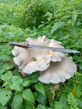 pic