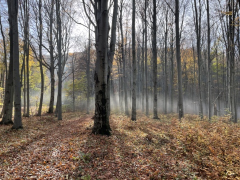 pic