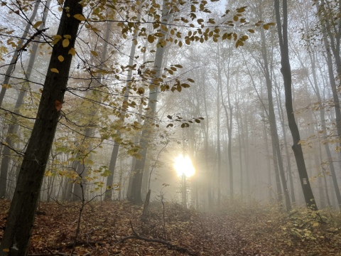 pic